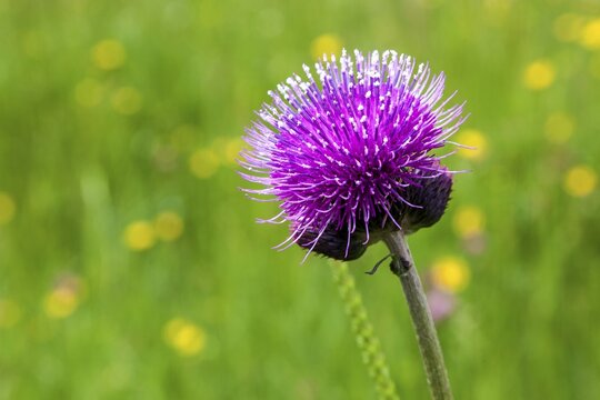 Brook thistle (Cirsium rivulare), Oberstdorf, Oberallg&auml;u, Allg&auml;u, Bavaria, Germany