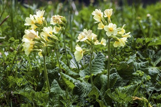 Auricula (Primula auricula) or Alpine auricula, Oberstdorf, Oberallg&auml;u, Allg&auml;u, Bavaria, Germany