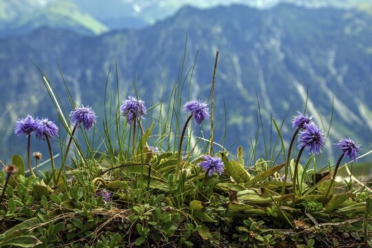 Bare-stemmed globeflower (Globularia nudicaulis), Oberstdorf, Oberallg&auml;u, Allg&auml;u, Bavaria, Germany