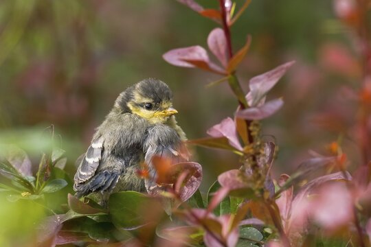 Blue Tit (Parus caeruleus), young bird, animal portrait, Hesse, Germany