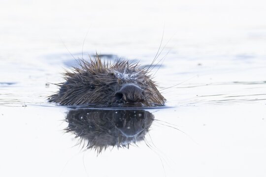 Nutria (Myocastor coypus) swimming in water, animal portrait, Hesse, Germany
