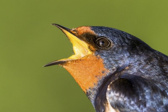 Barn swallow (Hirundo rustica), baAnimal portrait, Hesse, Germany