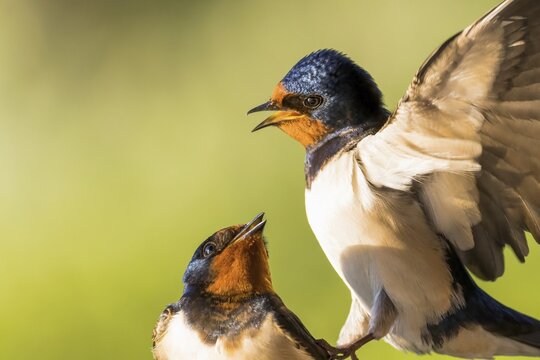 Barn swallows (Hirundo rustica), mating, animal portrait, Hesse, Germany
