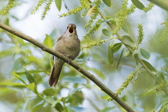 Nightingale (Luscinia megarhynchos), sitting on willow branch, singing, Hesse, Germany