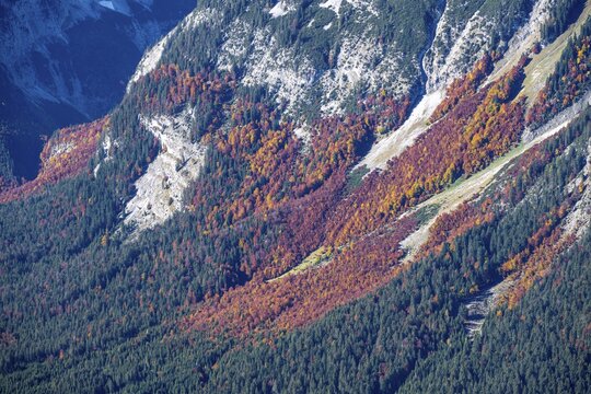Autumn, larch forest and pine forest, on a mountain slope, Karwendel, Bavaria, Germany