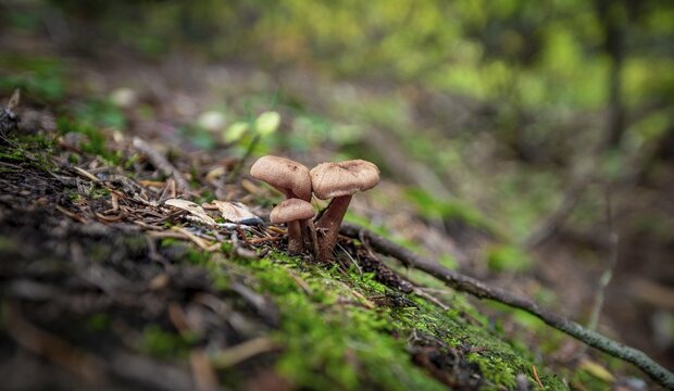 Three small brown mushrooms on the forest floor, Canada