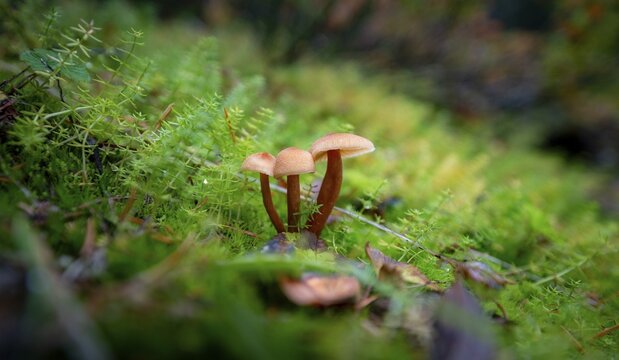 Helminth (Mycena), three mushrooms in moss, Canada