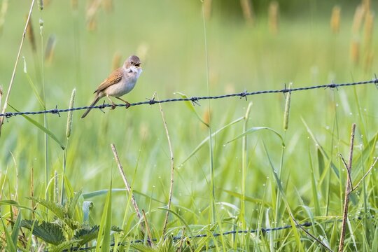 Whitethroat (Sylvia communis) on barbed wire fence, Hesse, Germany