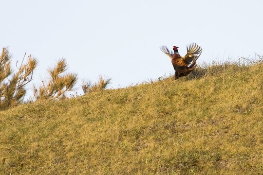 Courting Hunting Pheasant (Phasianus colchicus), Flutter Jump, Texel, Netherlands