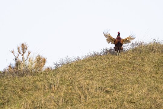 Courting Hunting Pheasant (Phasianus colchicus), Flutter Jump, Texel, Netherlands