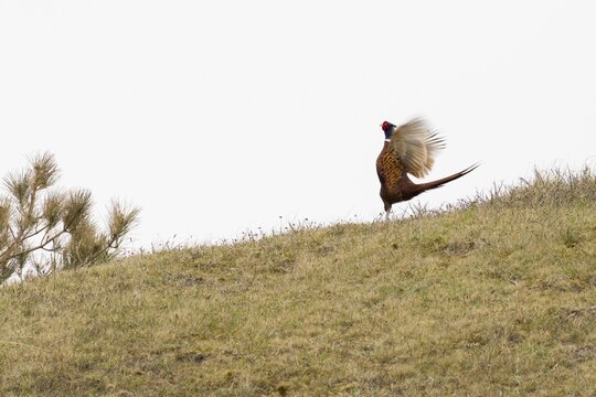 Pheasant (Phasianus colchicus) flaps its wings during a flutter jump, courtship display, Texel, North Holland, Netherlands