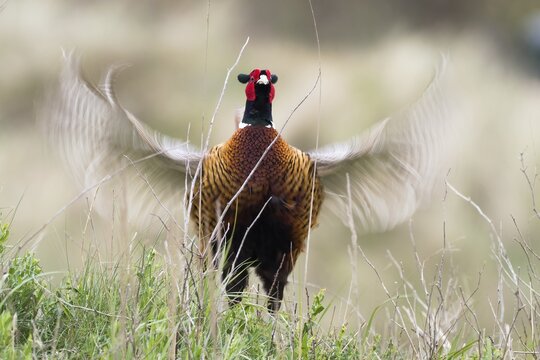 Courting Hunting Pheasant (Phasianus colchicus), Flutter Jump, Texel, Netherlands