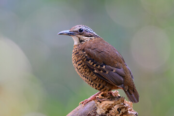 bird perching on broken timber expose over far green background, female eared pitta, Hydrornis phayrei