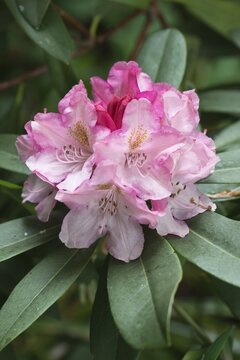 Rhododendrons (Rhododendron) Pink Cherub, Emsland, Lower Saxony, Germany