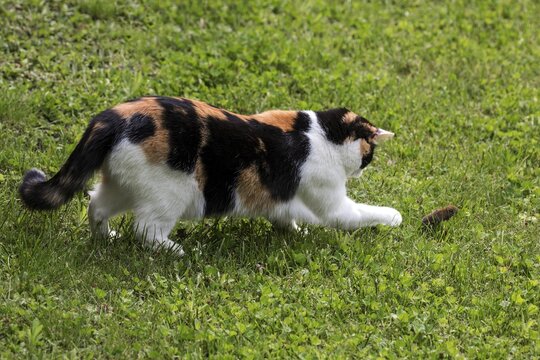 Cat, European shorthair, felidae (Felis catus), tricolour, playing with mouse in the grass, Baden-W&uuml;rttemberg, Germany