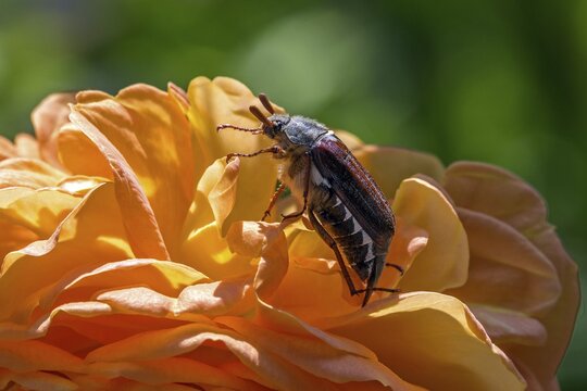 Cockchafer (Melolontha) sitting on rose blossom, Baden-W&uuml;rttemberg, Germany