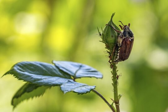 Cockchafer (Melolontha) sitting on bud of a rose blossom, Baden-W&uuml;rttemberg, Germany