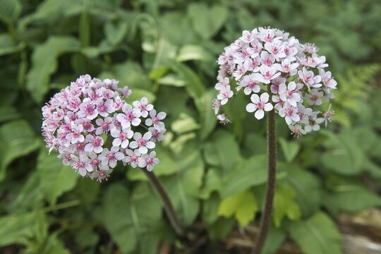 Indian rhubarb (Darmera peltata), Emsland, Lower Saxony, Germany