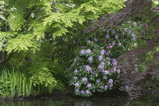 Rhododendrons (Rhododendron) Humboldt between smooth japanese maples (Acer palmatum), Emsland, Lower Saxony, Germany