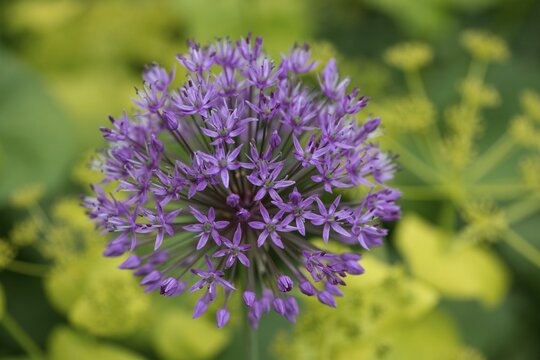 Ornamental garlic (Allium aflatuense), Emsland, Lower Saxony, Germany