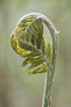 Royal fern (Osmunda regalis), budding, Emsland, Lower Saxony, Germany