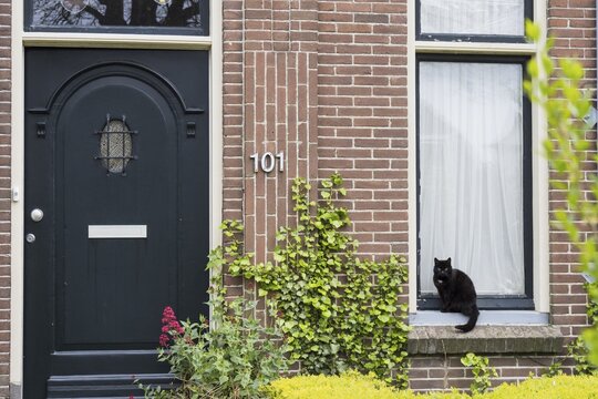Black cat sitting on window sill, house front with entrance door, Texel, North Holland, Netherlands