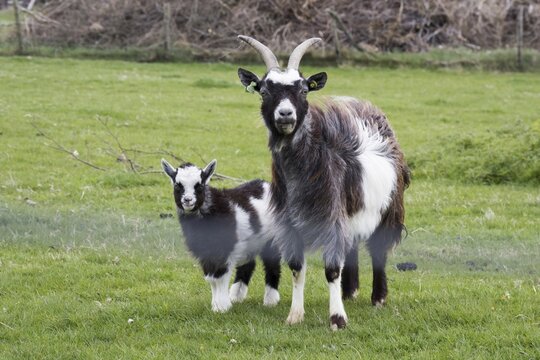 Goat with young in meadow, Texel, North Holland, Netherlands