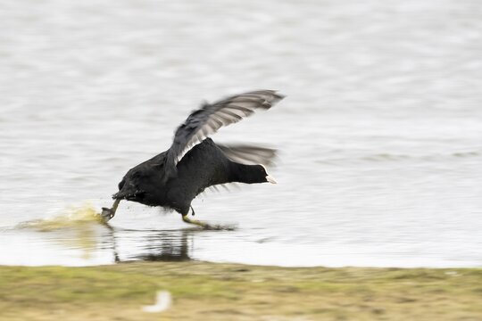 Common coot (Fulica atra) running over water surface, Texel, North Holland, Netherlands