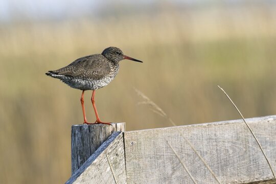 Common redshank (Tringa totanus) on a pasture pole, Texel, North Holland, Netherlands