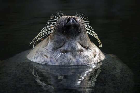 Harbor seal (Phoca vitulina), head looking out of the water, captive, Zoologischer Stadtgarten, Karlsruhe, Baden-W&uuml;rttemberg, Germany