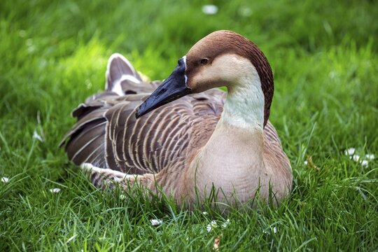 Swan goose (Anser cygnoides), sitting in the grass, Karlsruhe Zoo, Baden-W&uuml;rttemberg, Germany