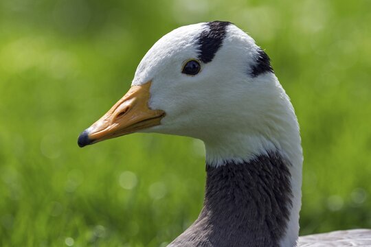 Bar-headed goose (Anser indicus), captive, Zoologischer Stadtgarten Karlsruhe, Baden-W&uuml;rttemberg, Germany