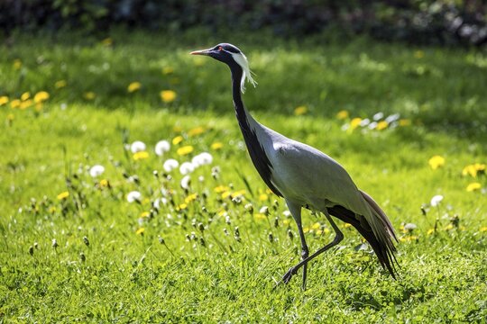 Demoiselle crane (Anthropoides virgo), captive, Zoologischer Stadtgarten Karlsruhe, Baden-W&uuml;rttemberg, Germany