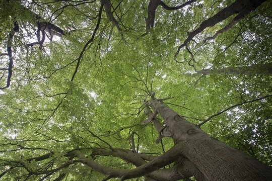 Common beeches (Fagus sylvatica) and english oaks (Quercus robur), Emsland, Lower Saxony, Germany