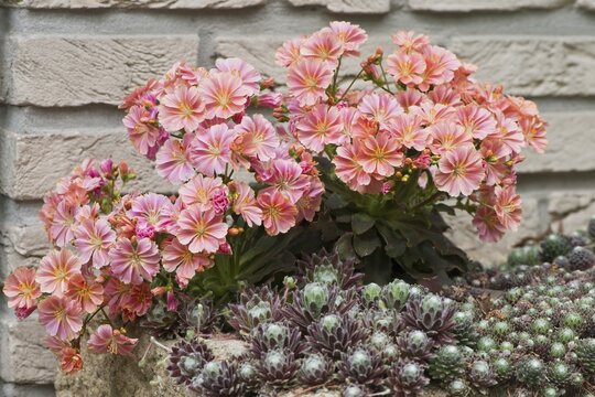 Bitterroot (Lewisia cotyledon), Emsland, Lower Saxony, Germany