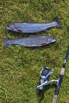 Fishing, two trout lie next to a fishing rod