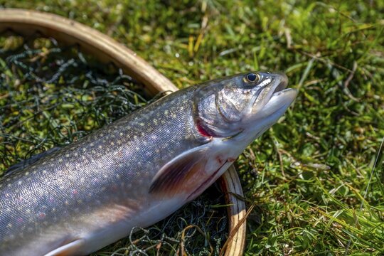 Fishing, trout lying in a landing net