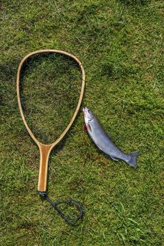 Caught trout and landing net lies on lawn