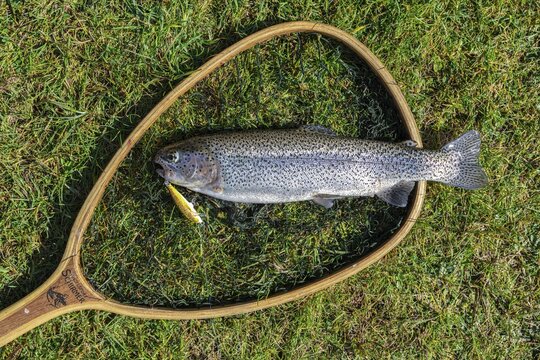 Wobbler, fishing, trout lying in a landing net