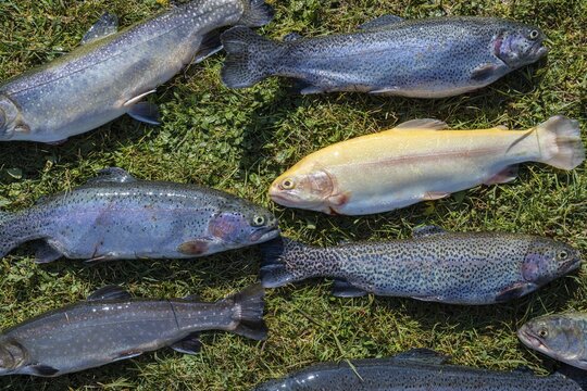 Many caught trout lie in the grass, different species of trout, edible fish