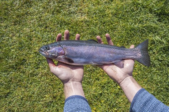 Hands holding a caught trout, fishing, edible fish