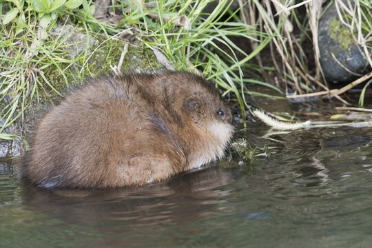 Muskrat (Ondatra zibethicus), Emsland, Lower Saxony, Germany