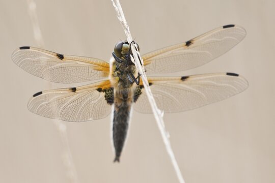 Four-spotted chaser (Libellula qudrimaculata), Emsland, Lower Saxony, Germany