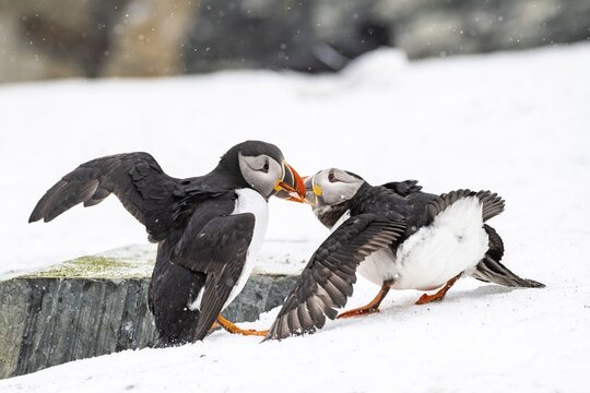 Puffin (Fratercula arctica) in winter in snow, fighting, Hornoya Island, Horn&oslash;ya, Vard&oslash;, Varanger Peninsula, Troms og Finnmark, Norway