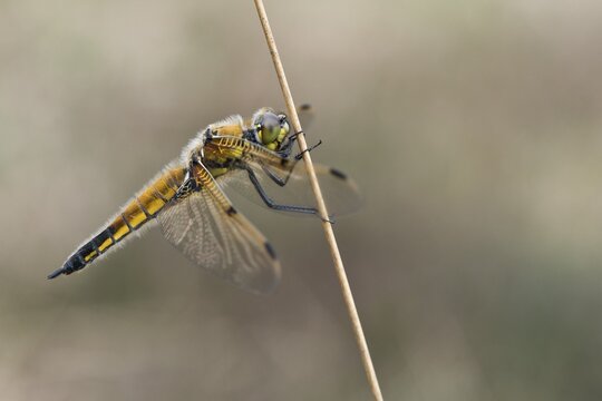 Four-spotted chaser (Libellula quadrimaculata), Emsland, Lower Saxony, Germany
