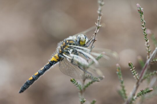 Ruby Whiteface (Leucorrhinia rubicunda) Emsland, Lower Saxony, Germany