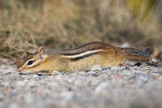 Eastern chipmunk (Tamias striatus), Algonquin Park, Canada