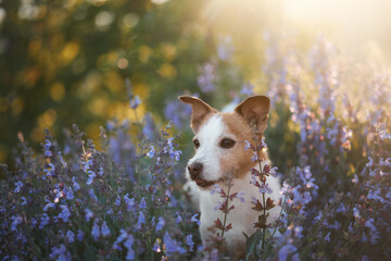A terrier lies peacefully in a field of blooming lavender as the day ends. The evening glow enhances the softness of the composition.