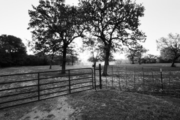 Texas landscape and farm gate in black and white.