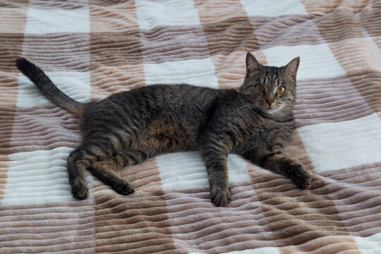 The gray cat is lying on his bed at home.